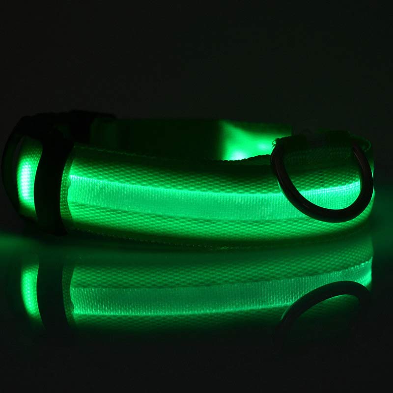 LED dog collar glowing at dusk