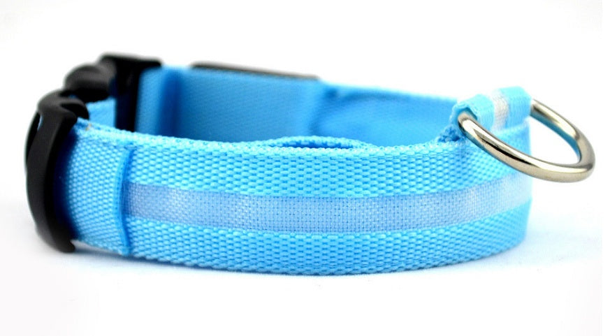 LED dog collar in use view 2