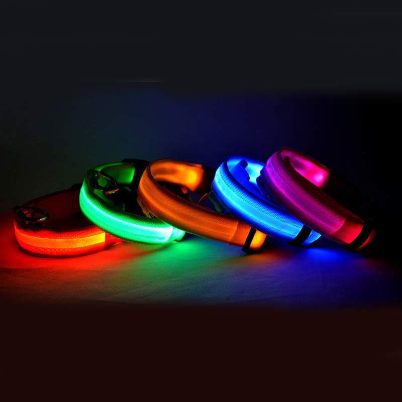 LED light-up dog collar glowing at night