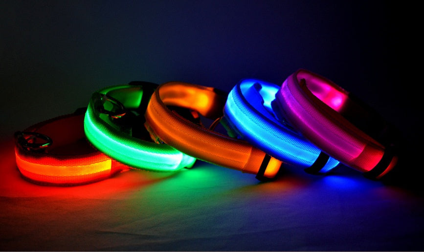 Dog wearing an LED light-up collar in low light