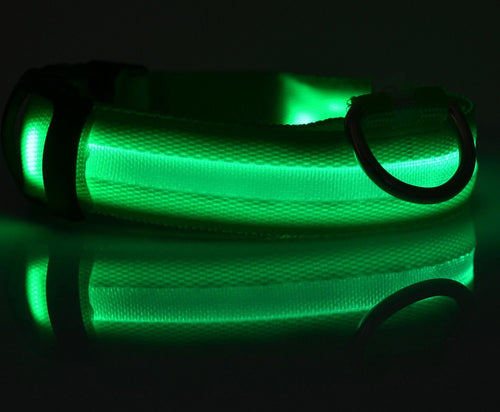 LED light-up dog collar on a dog during a night walk