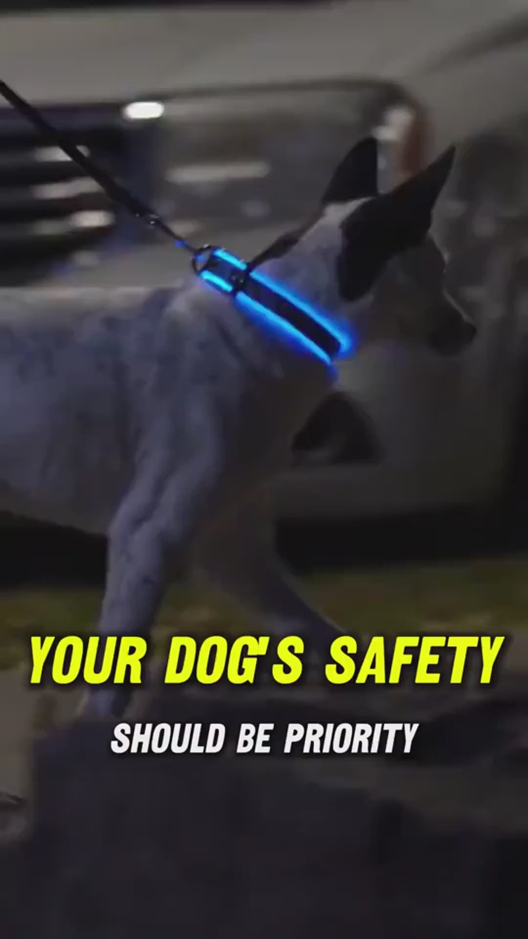 LED Light-Up Dog Collar for Night Walks
